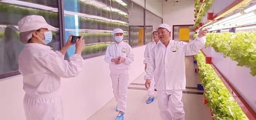 看菜不是菜,看菜還是菜 探訪湖南省國際稻都農(nóng)業(yè)技術(shù)研究院新型智慧蔬菜工廠